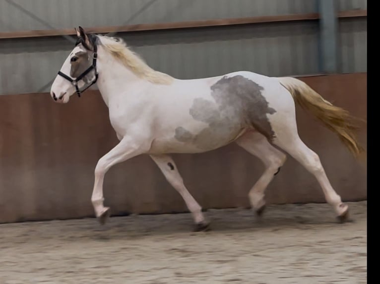 Connemara Mestizo Caballo castrado 4 años 160 cm Pío in Zieuwent