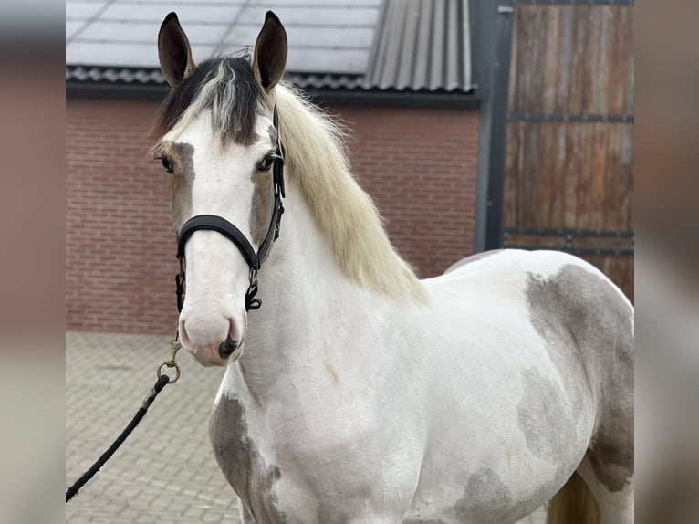 Connemara Mestizo Caballo castrado 4 años 160 cm Pío in Zieuwent