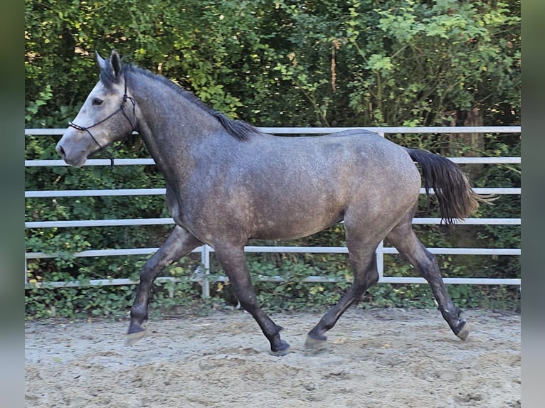 Connemara Mestizo Caballo castrado 4 años 160 cm Tordo rodado in Bad Camberg