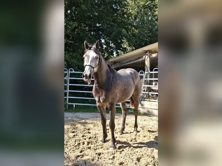 Connemara Mestizo Caballo castrado 4 años 160 cm Tordo rodado in Bad Camberg