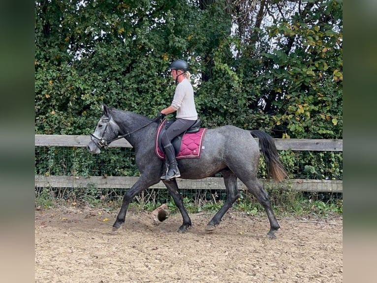 Connemara Mestizo Caballo castrado 4 años 160 cm Tordo rodado in Bad Camberg