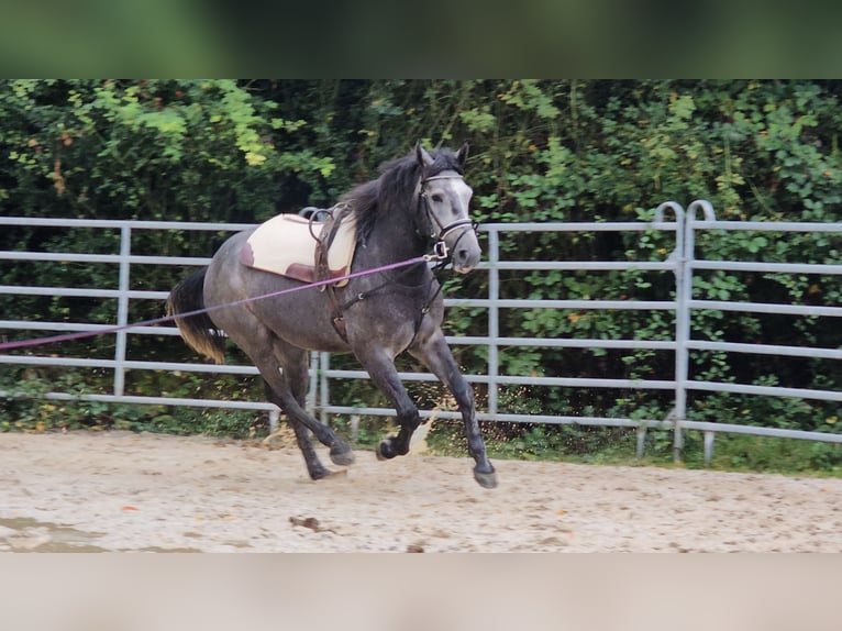 Connemara Mestizo Caballo castrado 4 años 160 cm Tordo rodado in Bad Camberg