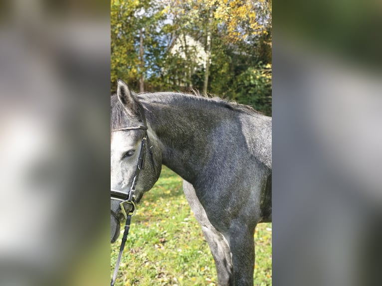 Connemara Mestizo Caballo castrado 4 años 160 cm Tordo rodado in Bad Camberg