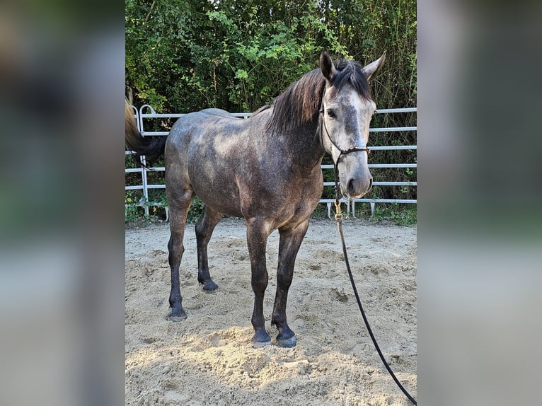 Connemara Mestizo Caballo castrado 4 años 160 cm Tordo rodado in Bad Camberg