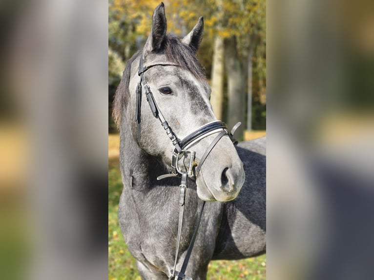 Connemara Mestizo Caballo castrado 4 años 160 cm Tordo rodado in Bad Camberg