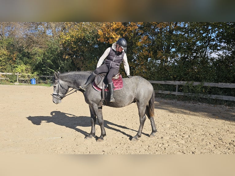 Connemara Mestizo Caballo castrado 4 años 160 cm Tordo rodado in Bad Camberg