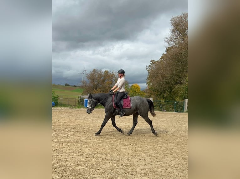 Connemara Mestizo Caballo castrado 4 años 160 cm Tordo rodado in Bad Camberg