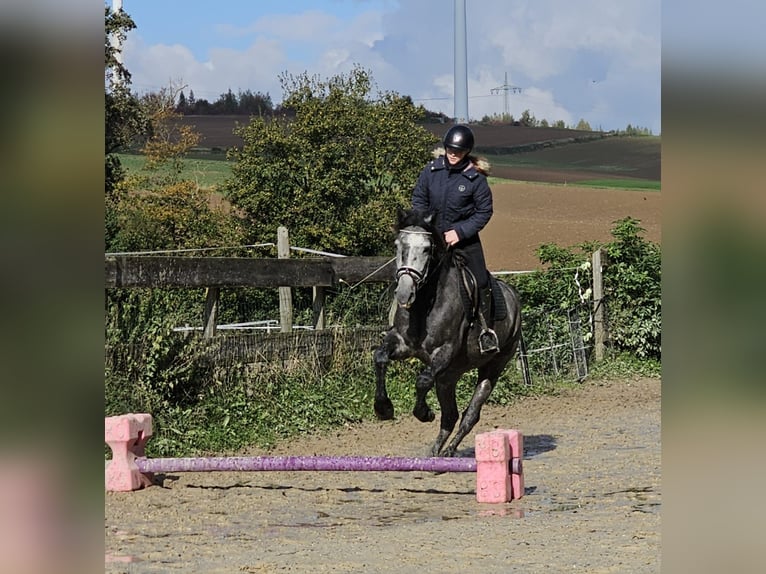 Connemara Mestizo Caballo castrado 4 años 160 cm Tordo rodado in Bad Camberg