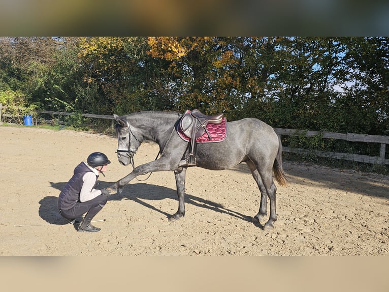 Connemara Mestizo Caballo castrado 4 años 160 cm Tordo rodado in Bad Camberg