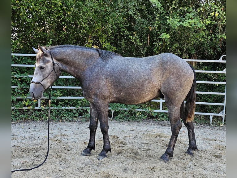 Connemara Mestizo Caballo castrado 4 años 160 cm Tordo rodado in Bad Camberg