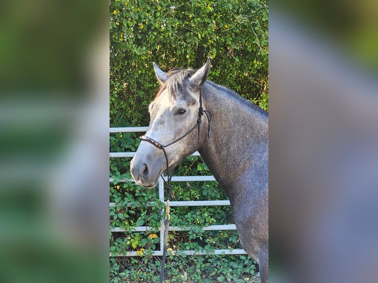 Connemara Mestizo Caballo castrado 4 años 160 cm Tordo rodado in Bad Camberg