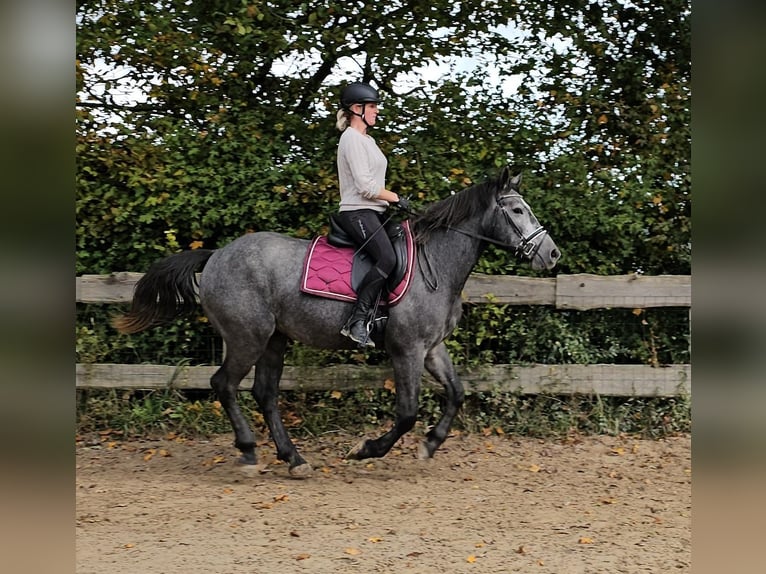 Connemara Mestizo Caballo castrado 4 años 160 cm Tordo rodado in Bad Camberg