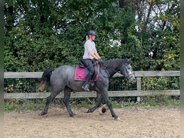 Connemara Mestizo Caballo castrado 4 años 160 cm Tordo rodado in Bad Camberg