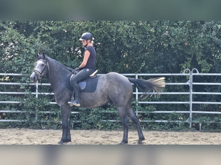 Connemara Mestizo Caballo castrado 4 años 160 cm Tordo rodado in Bad Camberg