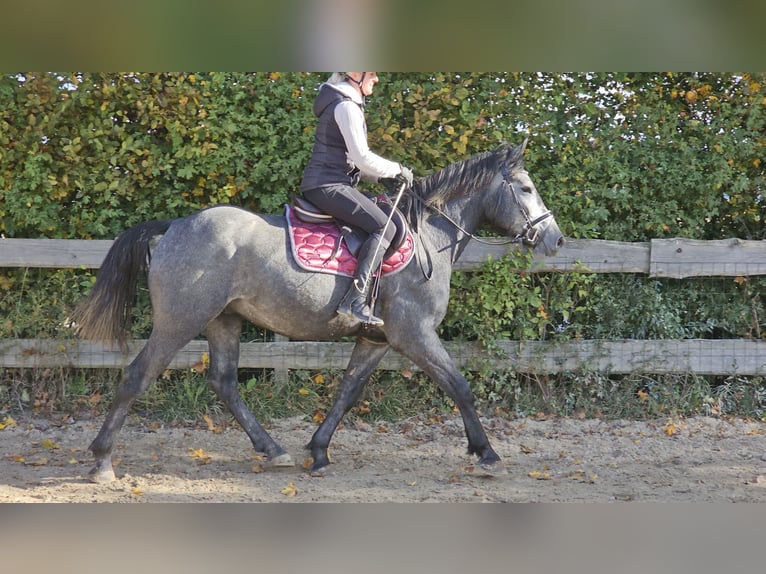 Connemara Mestizo Caballo castrado 4 años 160 cm Tordo rodado in Bad Camberg