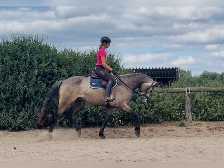 Connemara Caballo castrado 4 años 162 cm Musgo marrón in Trebbin