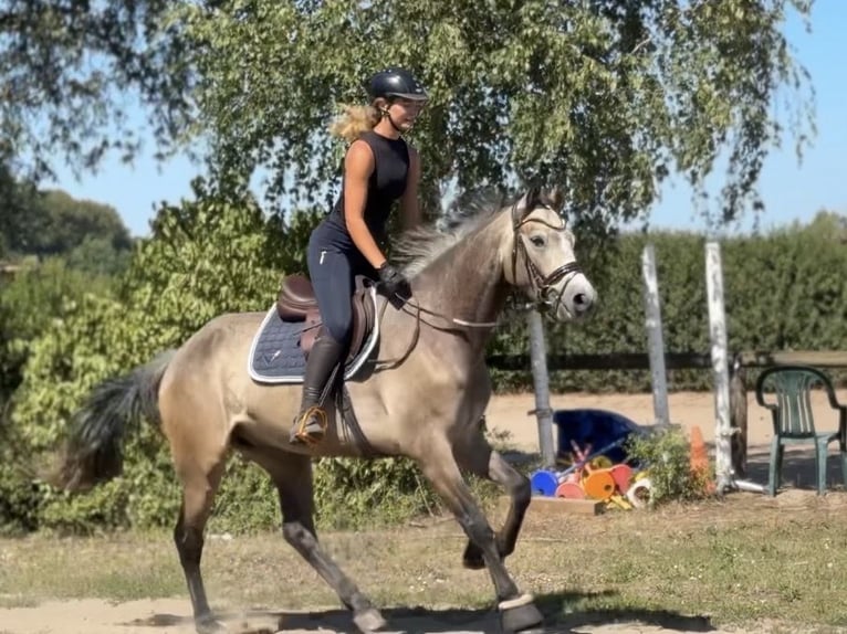 Connemara Caballo castrado 4 años 162 cm Musgo marrón in Trebbin