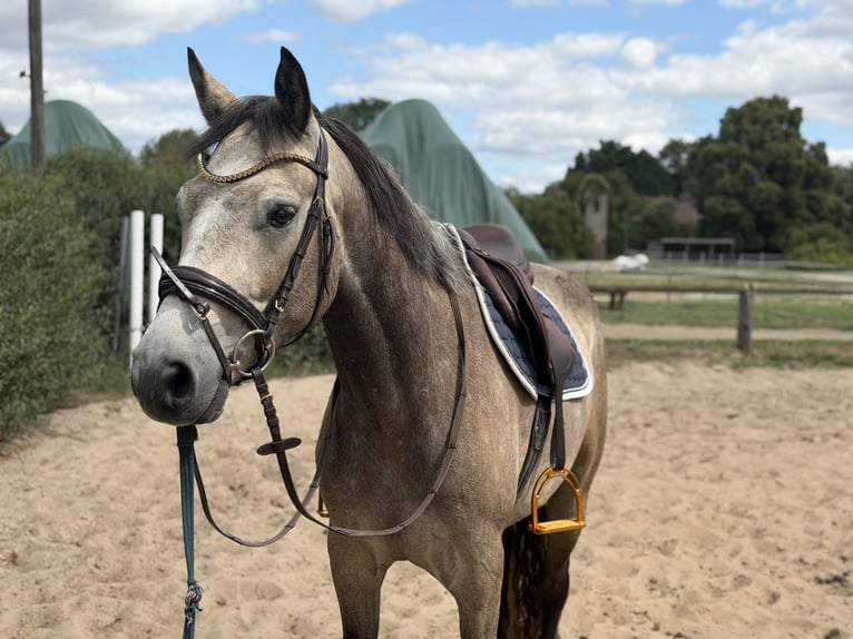 Connemara Caballo castrado 4 años 162 cm Musgo marrón in Trebbin