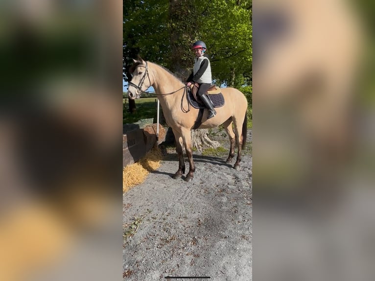 Connemara Caballo castrado 4 años 163 cm Bayo in Dublin