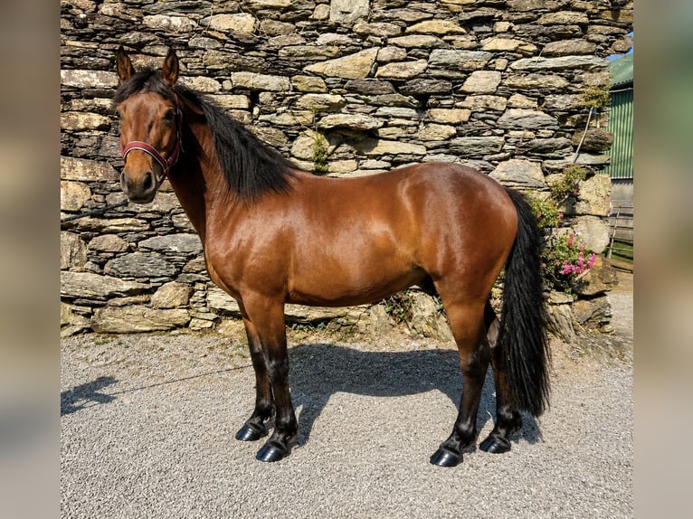 Connemara Caballo castrado 4 años Castaño in West Cork