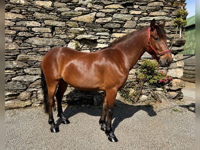 Connemara Caballo castrado 4 años Castaño in West Cork