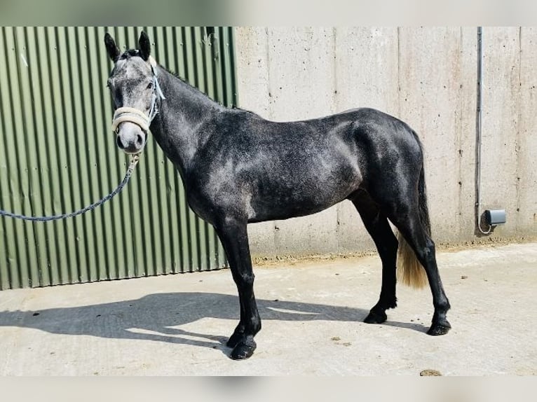 Connemara Caballo castrado 5 años 137 cm Tordo in Sligo