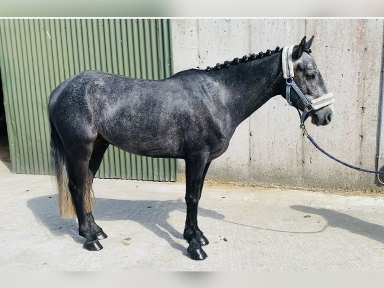 Connemara Caballo castrado 5 años 137 cm Tordo in Sligo