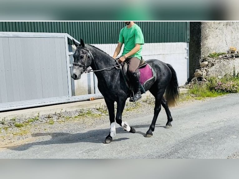 Connemara Caballo castrado 5 años 137 cm Tordo in Sligo