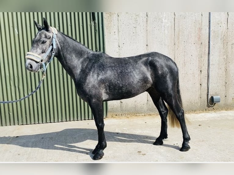 Connemara Caballo castrado 5 años 137 cm Tordo in Sligo