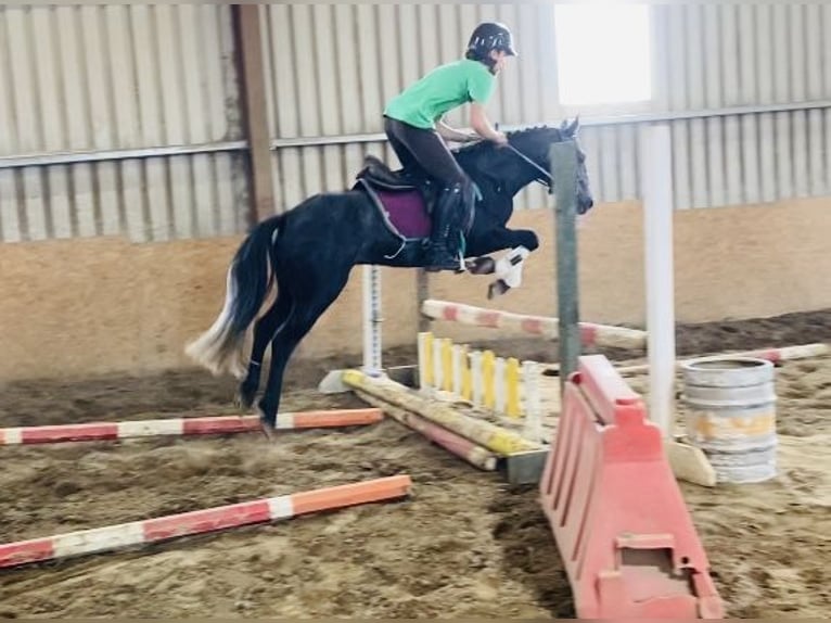 Connemara Caballo castrado 5 años 137 cm Tordo in Sligo