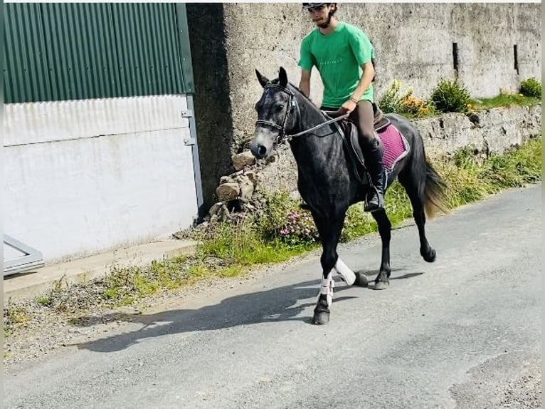 Connemara Caballo castrado 5 años 137 cm Tordo in Sligo