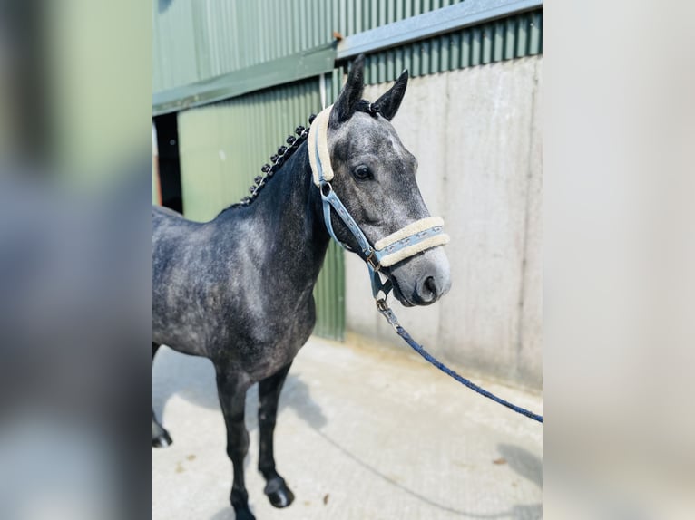 Connemara Caballo castrado 5 años 137 cm Tordo in Sligo