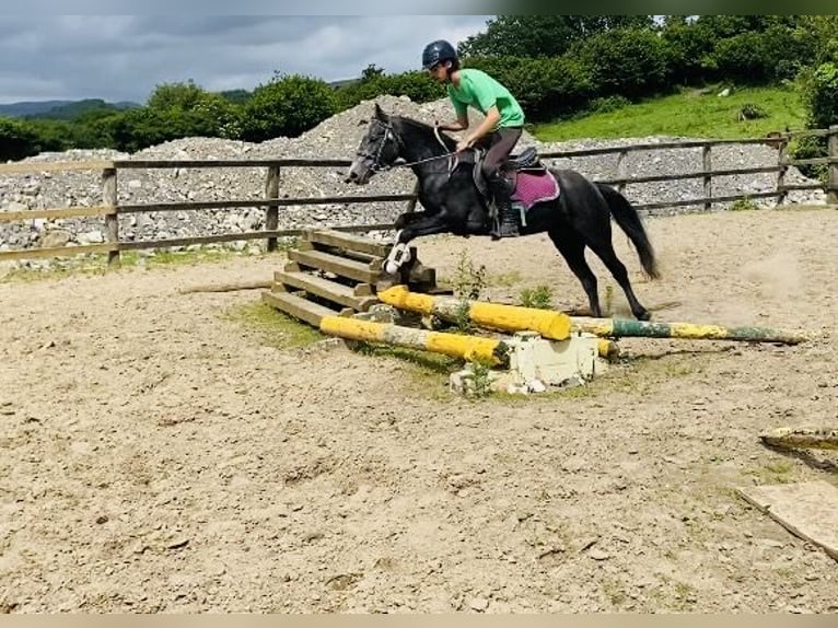 Connemara Caballo castrado 5 años 137 cm Tordo in Sligo