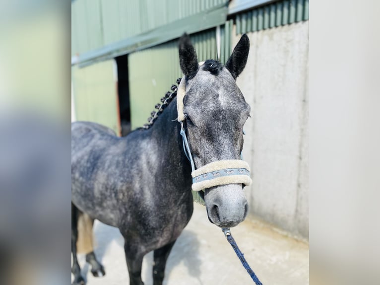 Connemara Caballo castrado 5 años 137 cm Tordo in Sligo