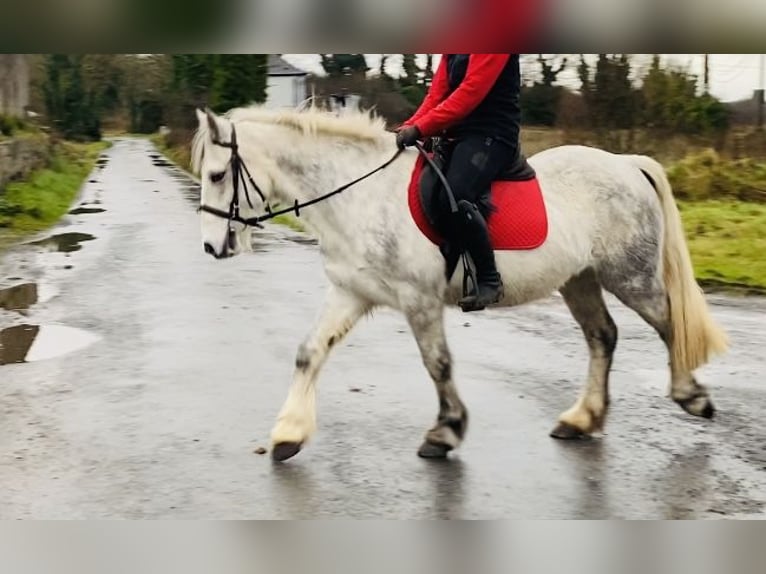 Connemara Caballo castrado 5 años 138 cm Tordillo negro in Sligo