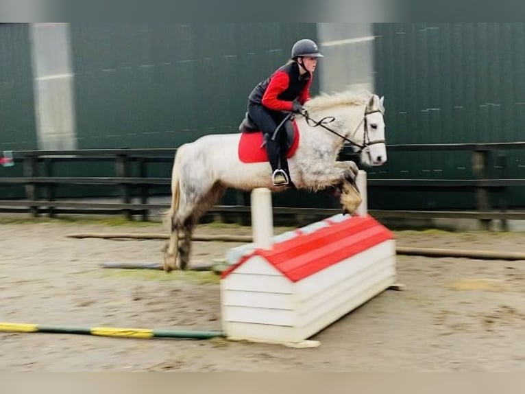 Connemara Caballo castrado 5 años 138 cm Tordillo negro in Sligo