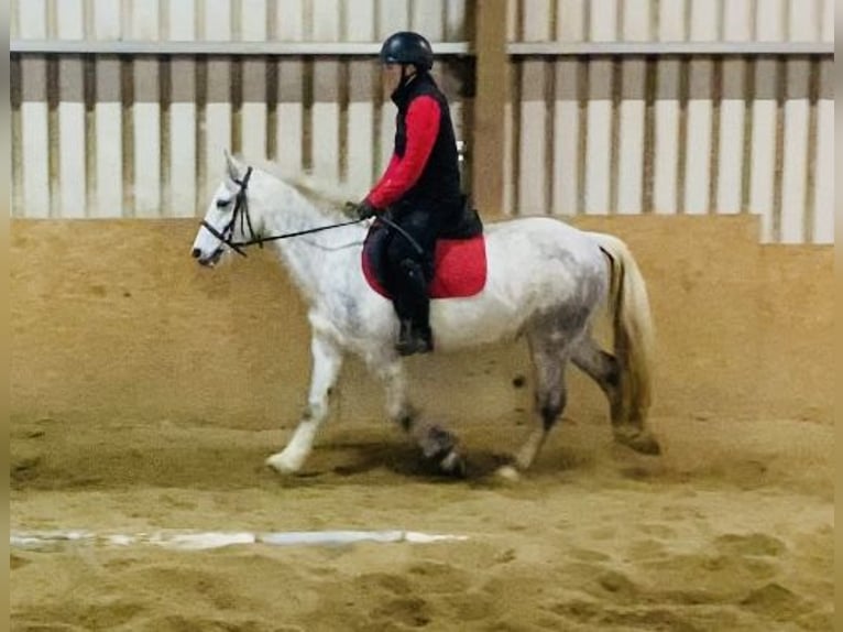 Connemara Caballo castrado 5 años 138 cm Tordillo negro in Sligo