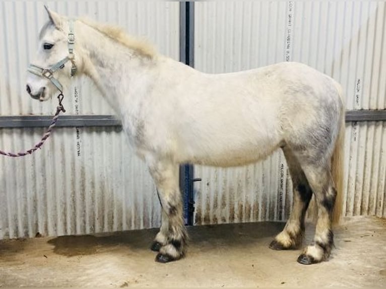 Connemara Caballo castrado 5 años 138 cm Tordillo negro in Sligo