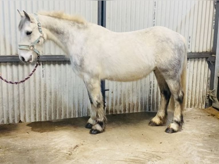 Connemara Caballo castrado 5 años 138 cm Tordillo negro in Sligo