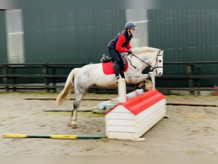 Connemara Caballo castrado 5 años 138 cm Tordillo negro in Sligo