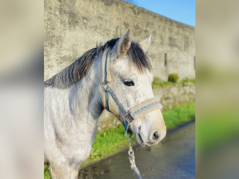 Connemara Caballo castrado 5 años 140 cm in Sligo