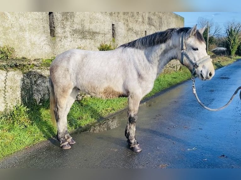 Connemara Caballo castrado 5 años 140 cm in Sligo