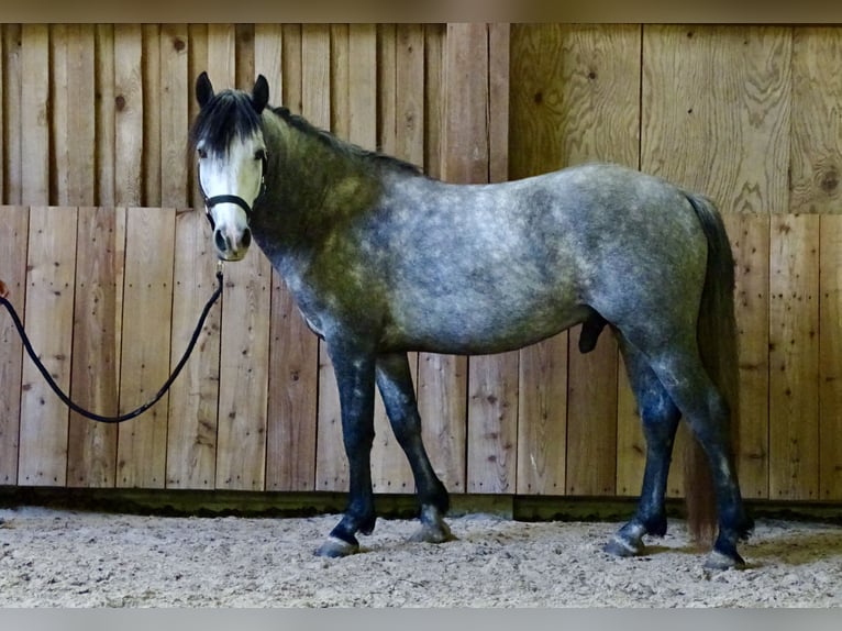 Connemara Caballo castrado 5 años 143 cm Tordo rodado in Neuhemsbach