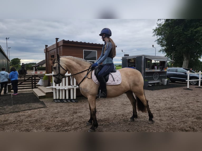 Connemara Caballo castrado 5 años 145 cm Bayo in Ashgill