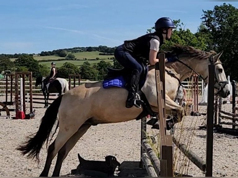 Connemara Caballo castrado 5 años 145 cm Bayo in Ashgill