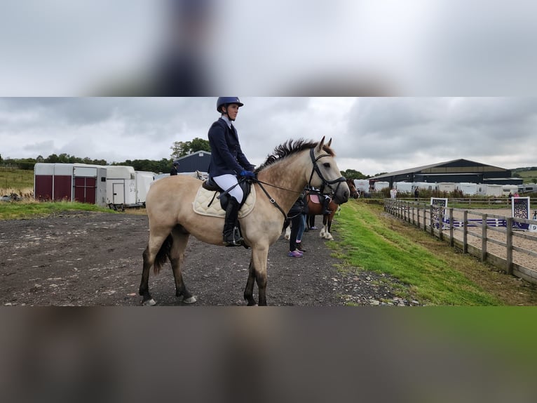 Connemara Caballo castrado 5 años 145 cm Bayo in Ashgill