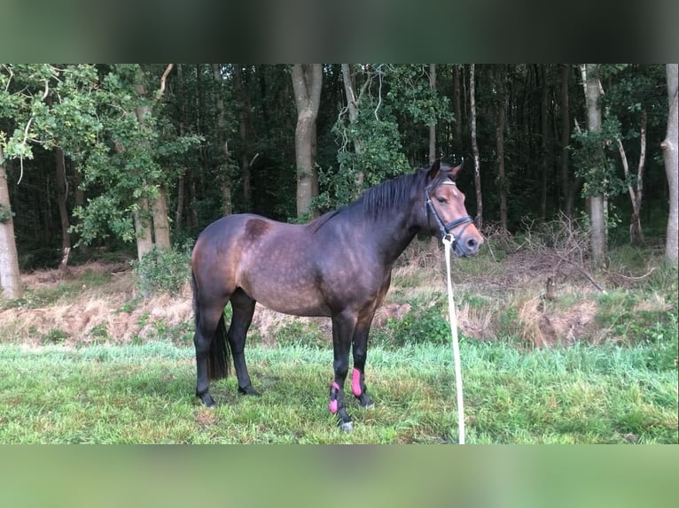 Connemara Caballo castrado 5 años 146 cm Castaño in Hoogersmilde