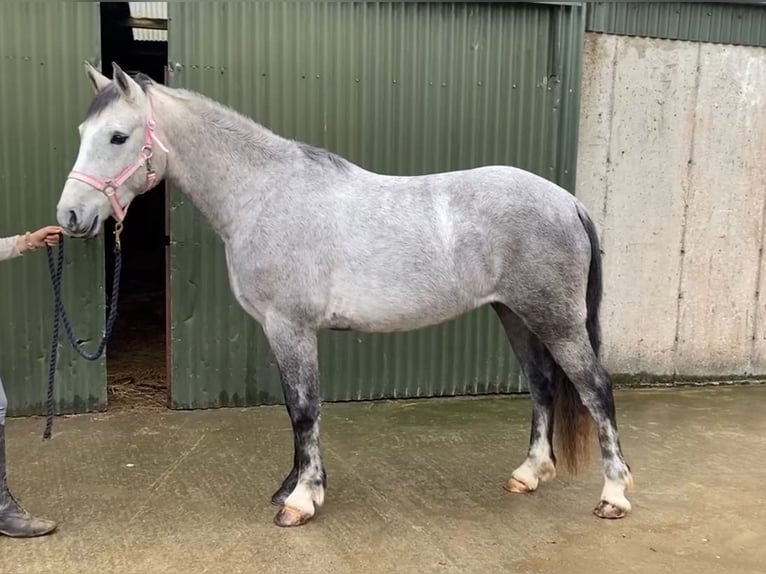 Connemara Caballo castrado 5 años 146 cm Tordo in Sligo