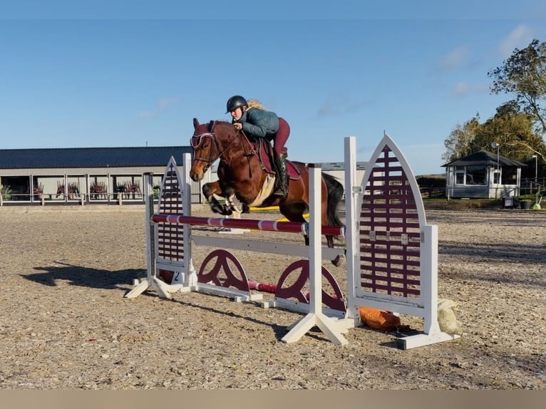 Connemara Caballo castrado 5 años 147 cm Castaño rojizo in Mountrath, Co. Laois
