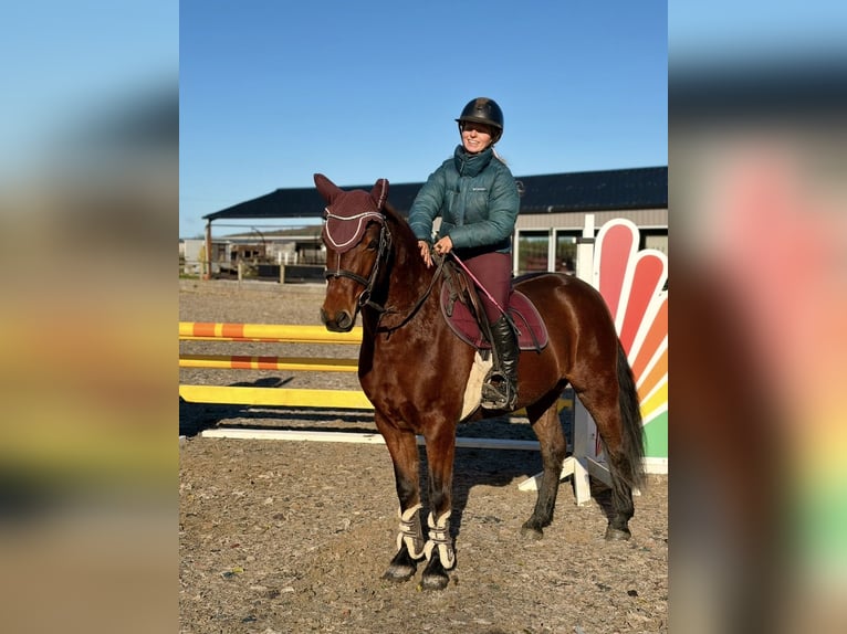 Connemara Caballo castrado 5 años 147 cm Castaño rojizo in Mountrath, Co. Laois
